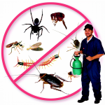 Power Pest Control Service Wattala Sri Lanka Contact Phone Address